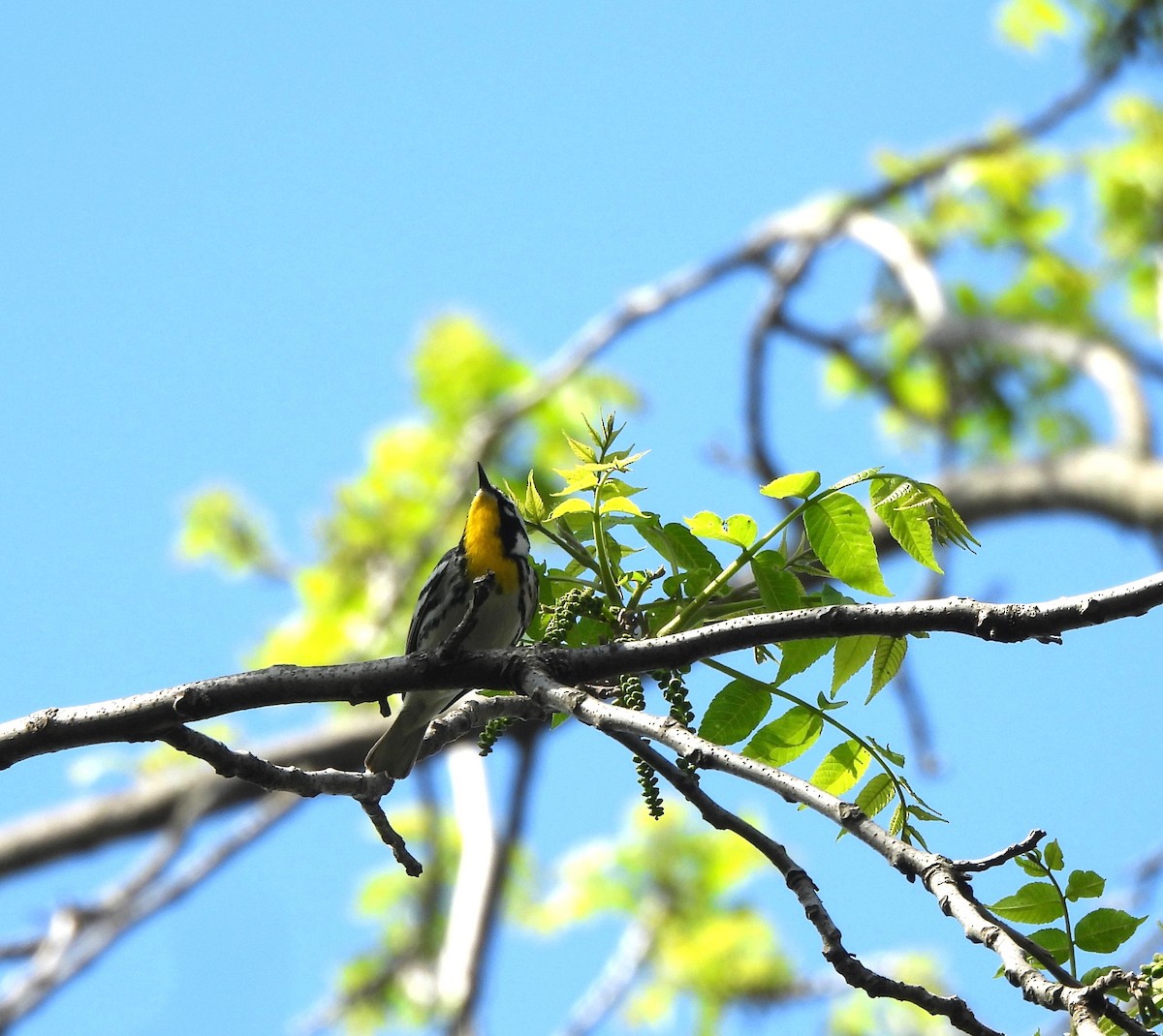 Yellow-throated Warbler - ML618444203