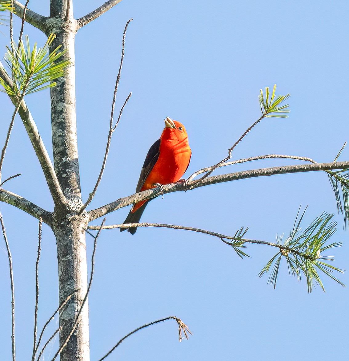 Scarlet Tanager - ML618444260