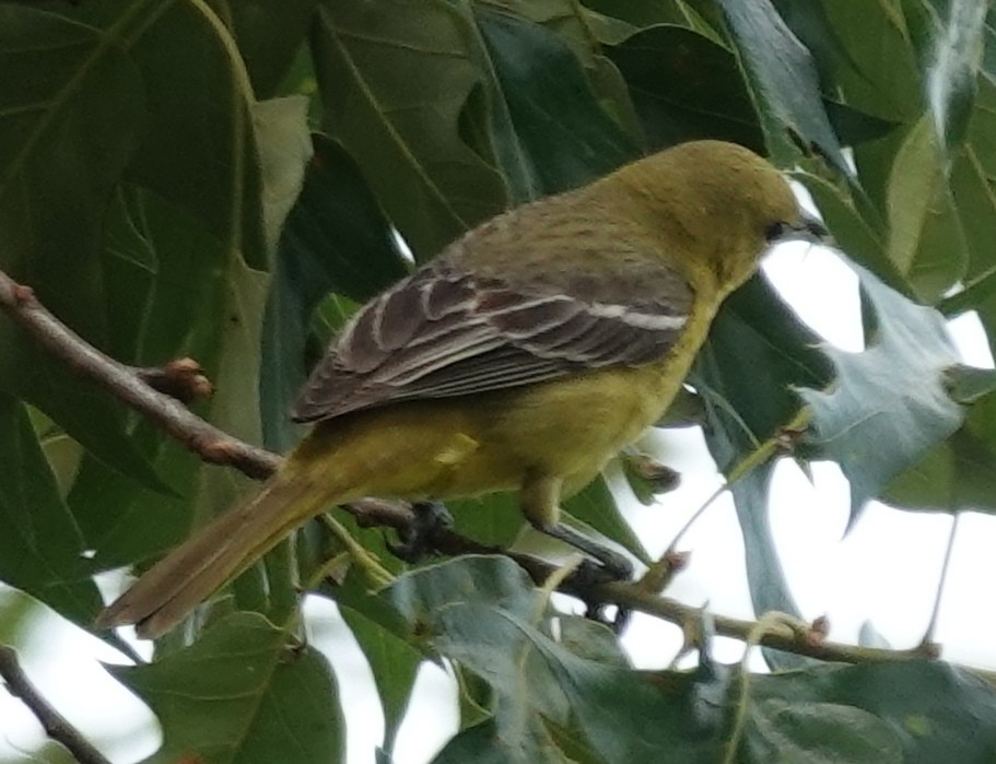 Orchard Oriole - ML618444316