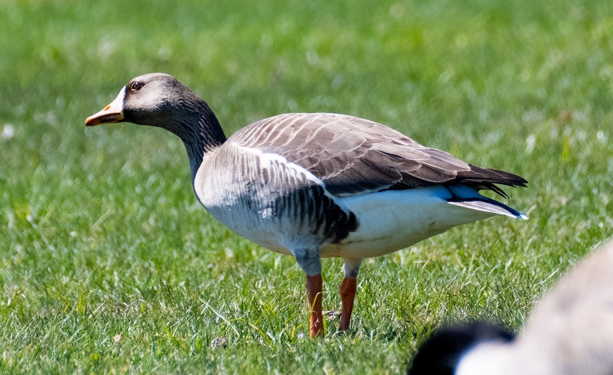 Greater White-fronted Goose - ML618444320