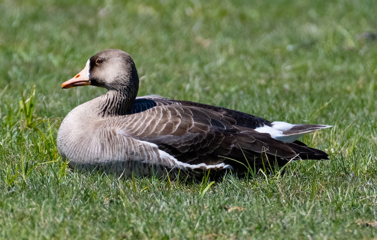 Greater White-fronted Goose - ML618444329