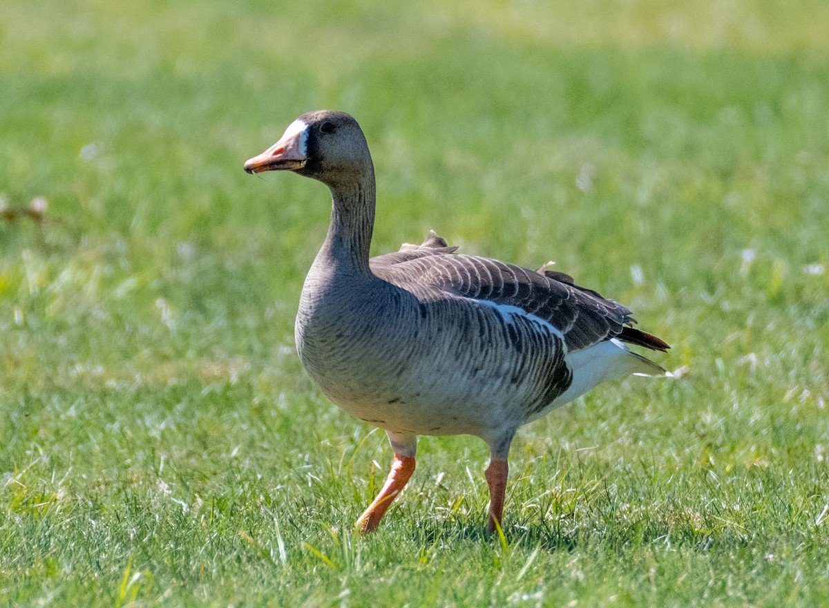 Greater White-fronted Goose - ML618444355