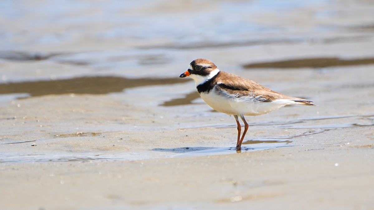 Semipalmated Plover - ML618444359