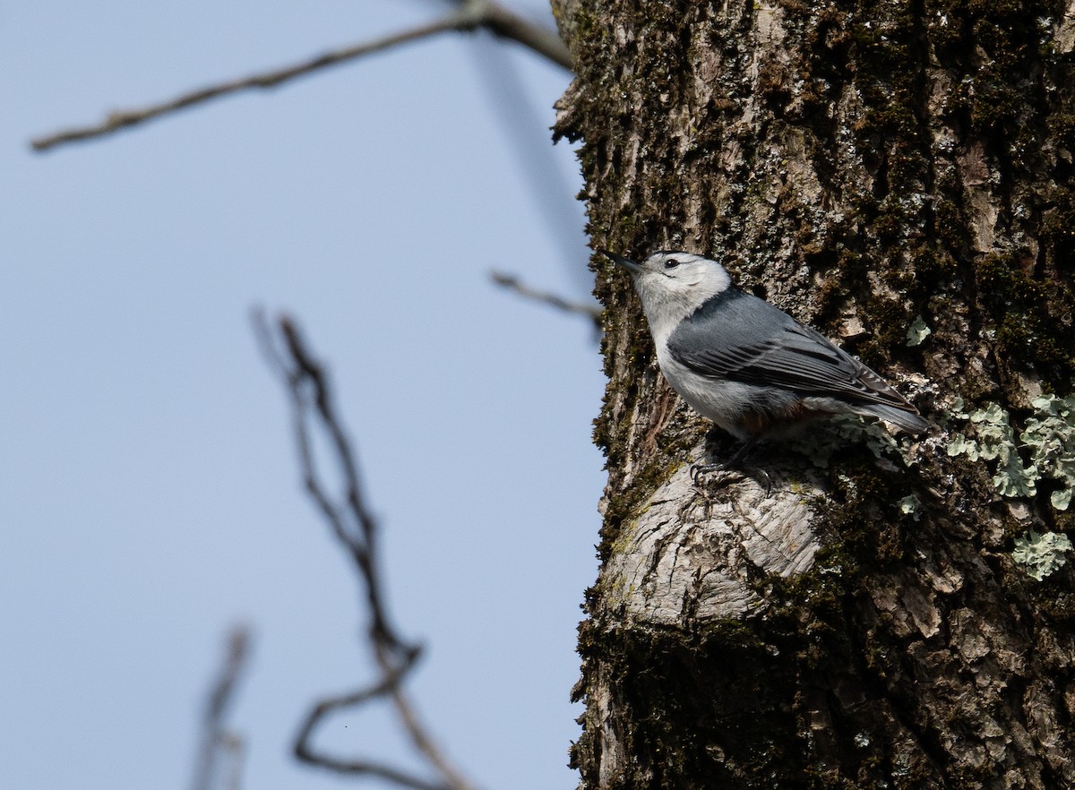 White-breasted Nuthatch - ML618444361