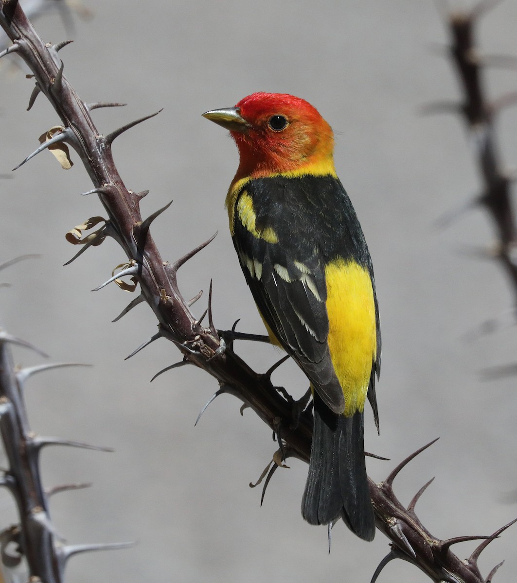Western Tanager - ML618444384