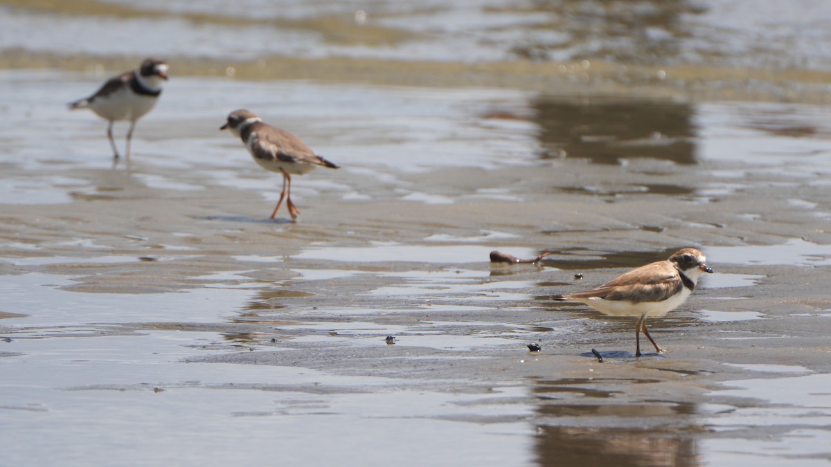 Semipalmated Plover - ML618444385