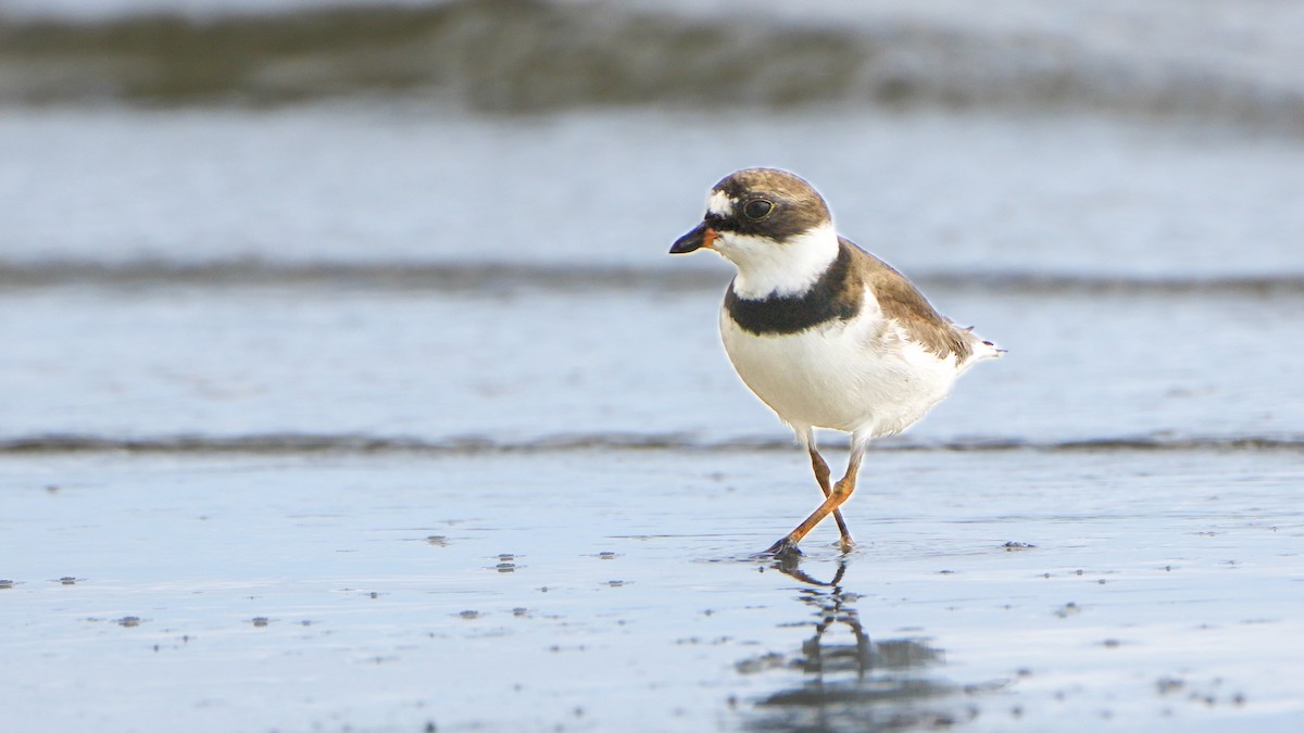 Semipalmated Plover - ML618444403