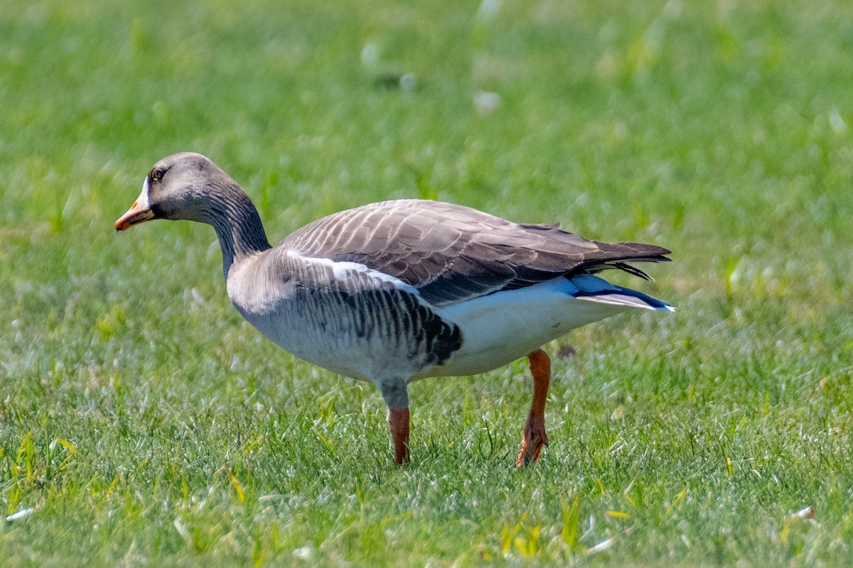 Greater White-fronted Goose - ML618444404