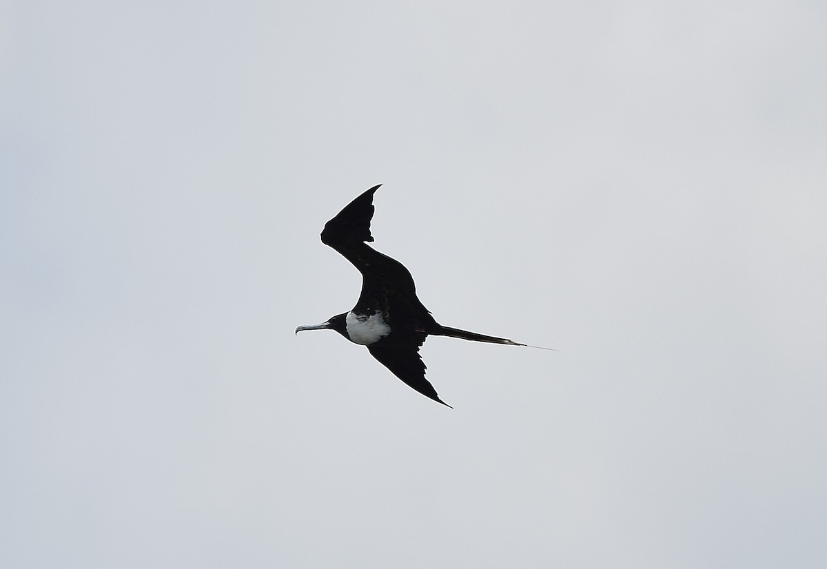 Magnificent Frigatebird - ML618444408