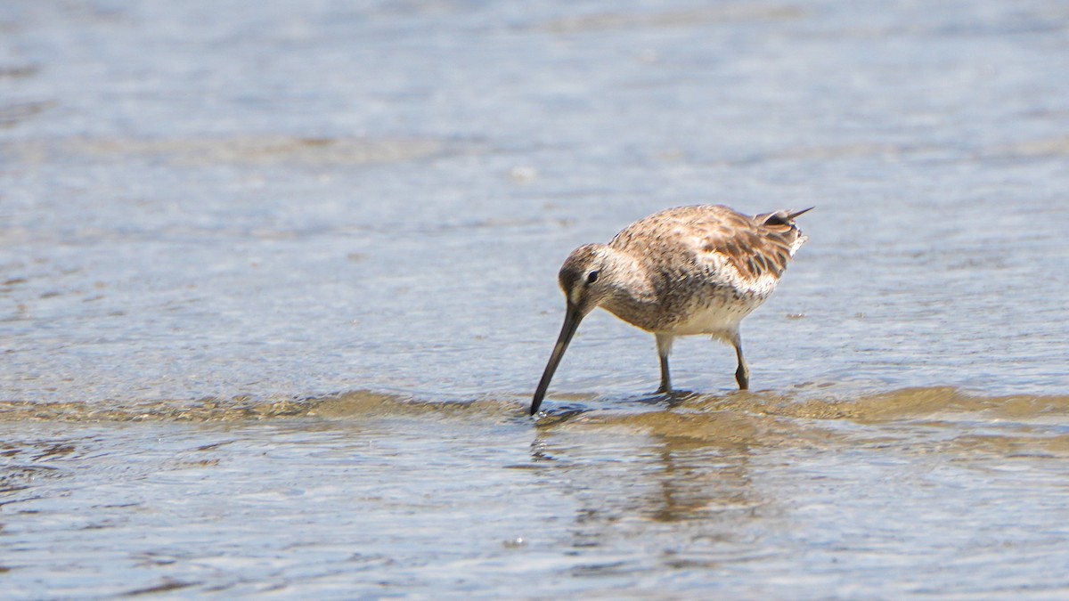 Short-billed Dowitcher - Tuly  Datena