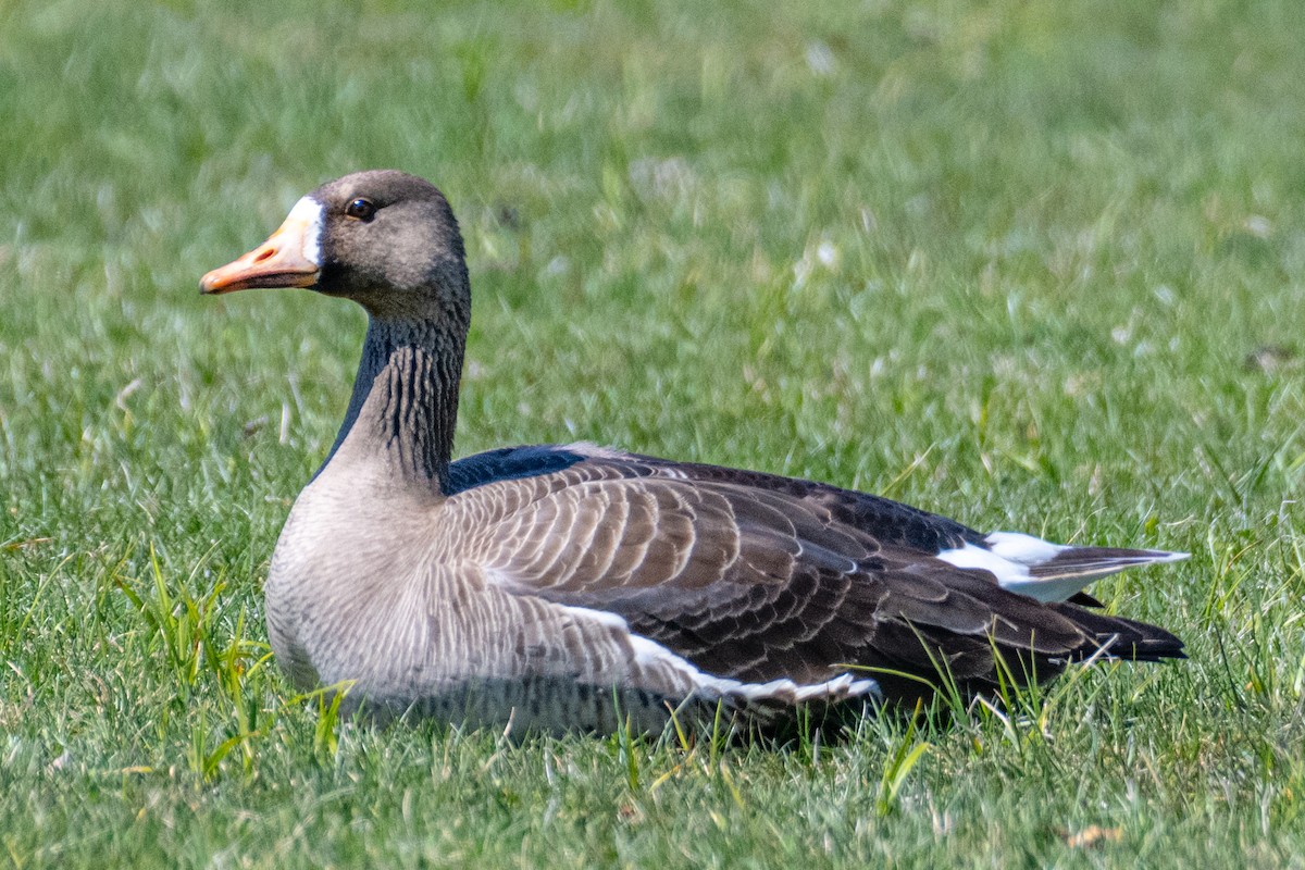 Greater White-fronted Goose - ML618444446