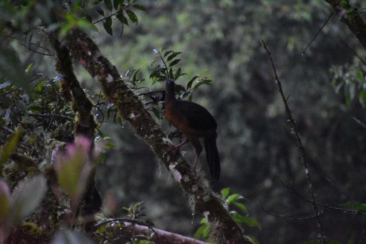 Sickle-winged Guan - ML618444448