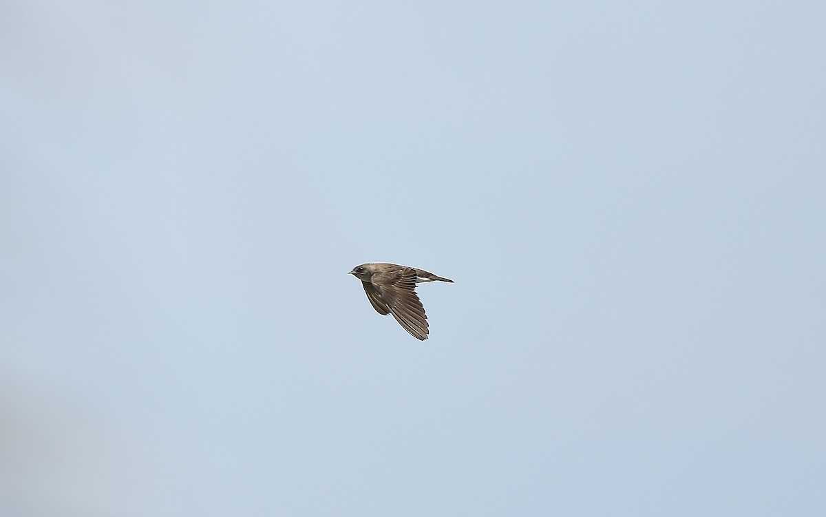 Northern Rough-winged Swallow - ML618444471