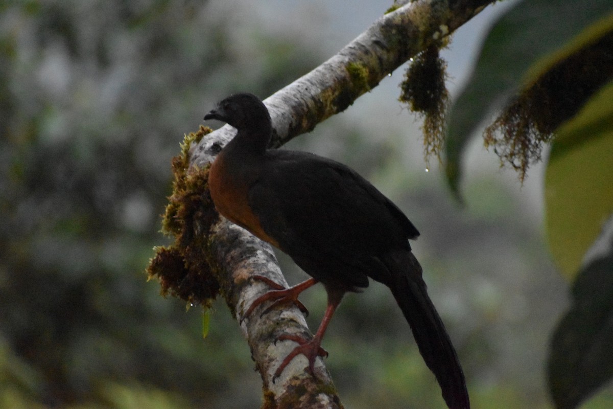 Sickle-winged Guan - ML618444473
