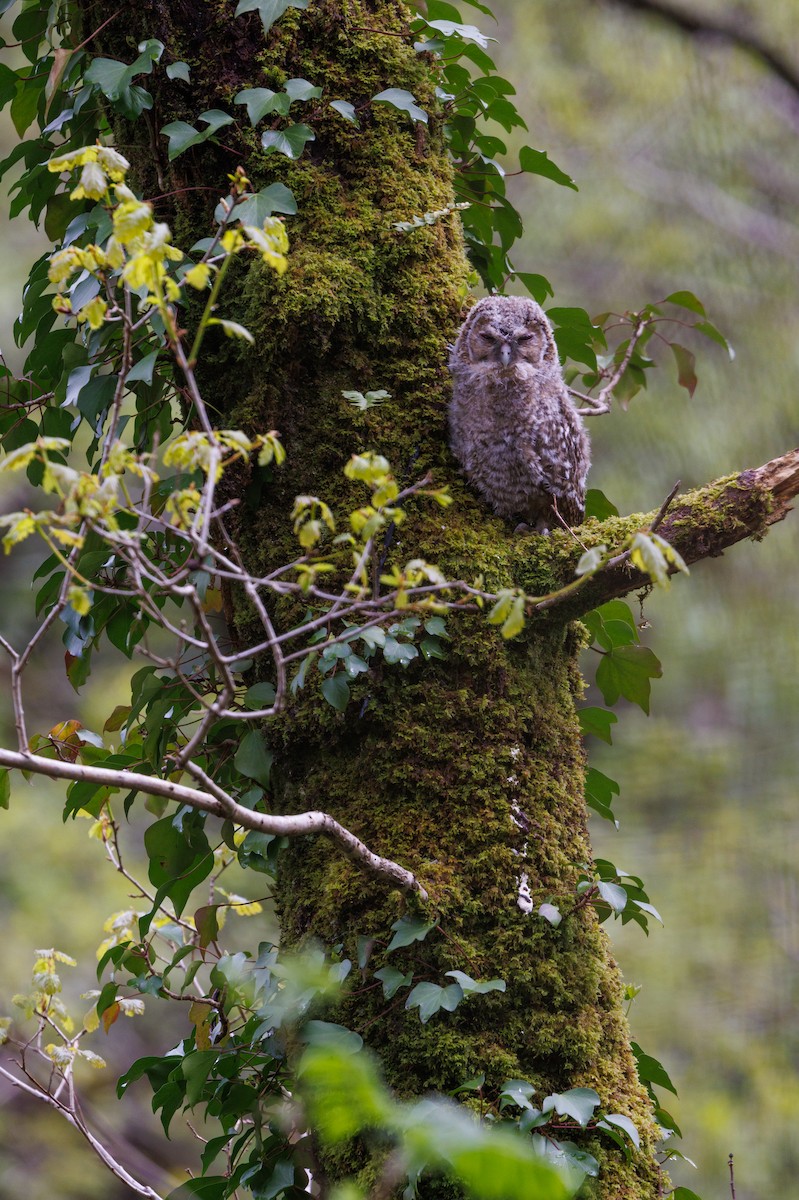 Tawny Owl - ML618444475