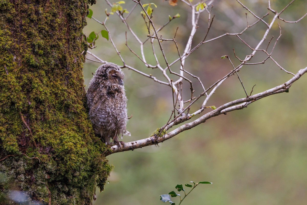 Tawny Owl - ML618444476