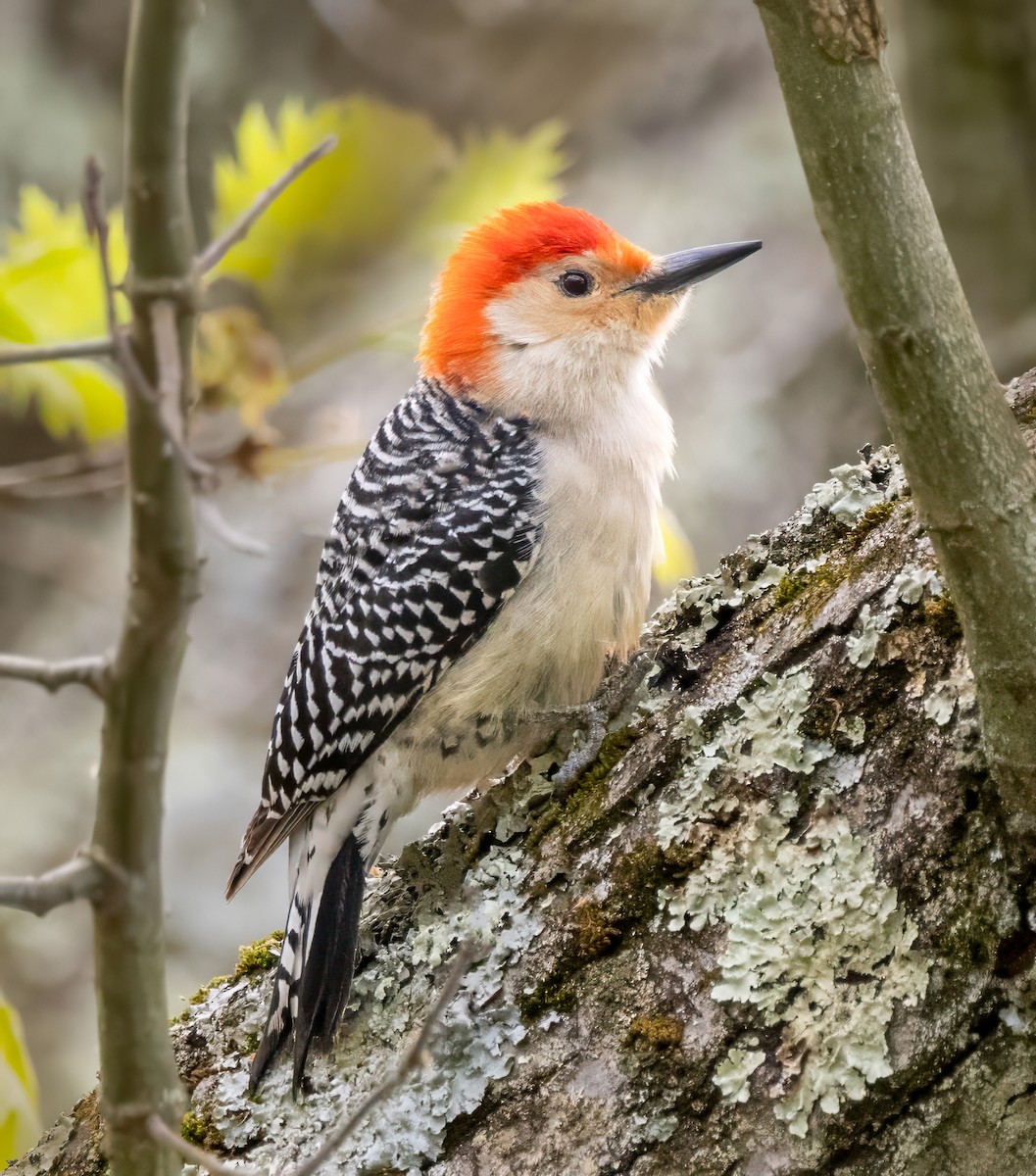 Red-bellied Woodpecker - ML618444483
