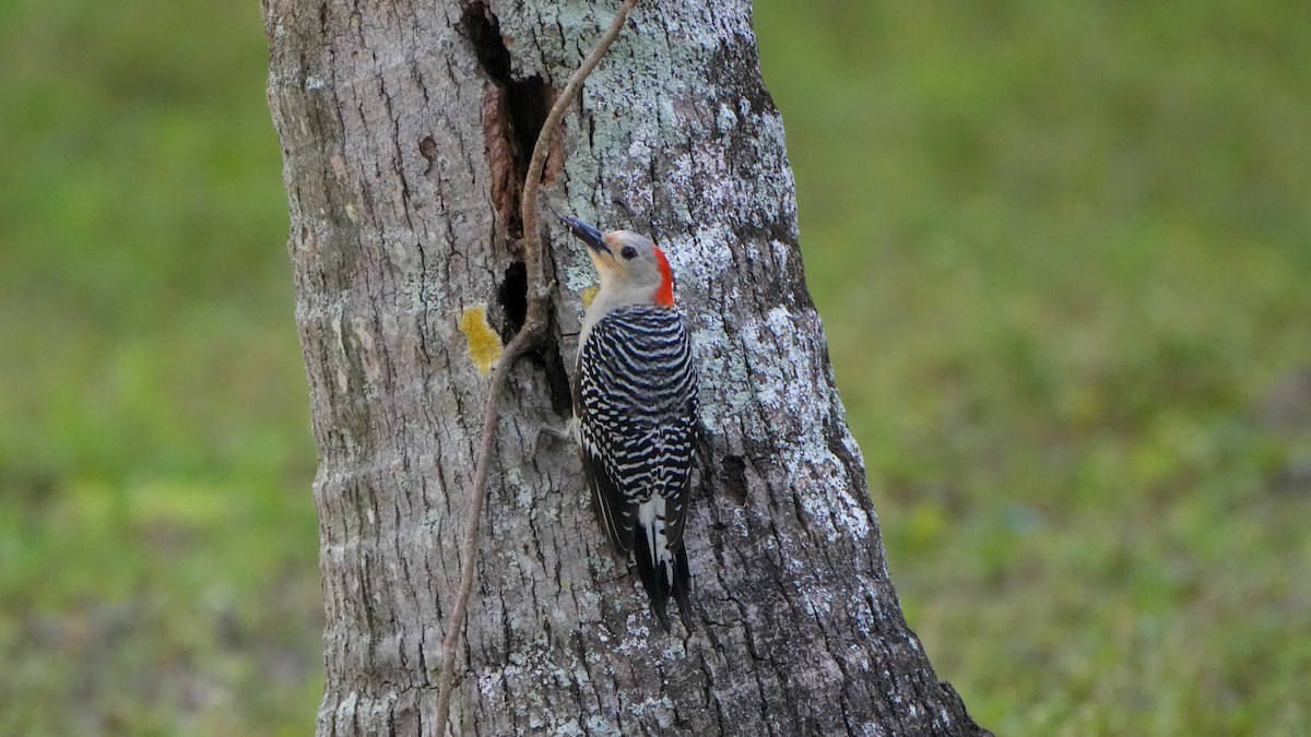Red-bellied Woodpecker - ML618444485