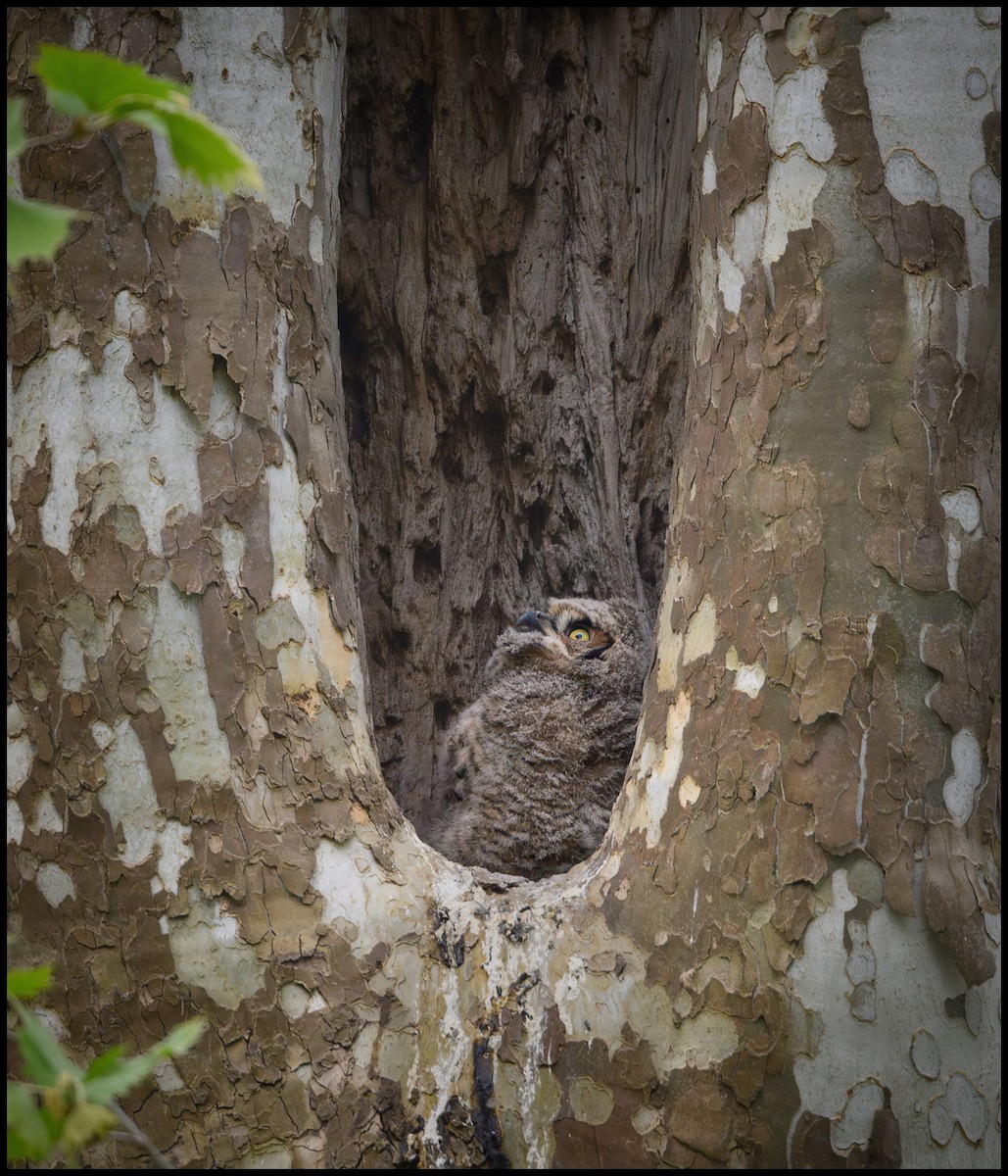 Great Horned Owl - ML618444487