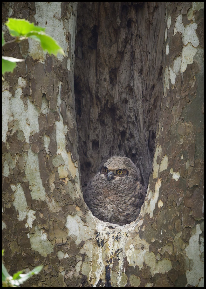 Great Horned Owl - Jim Emery