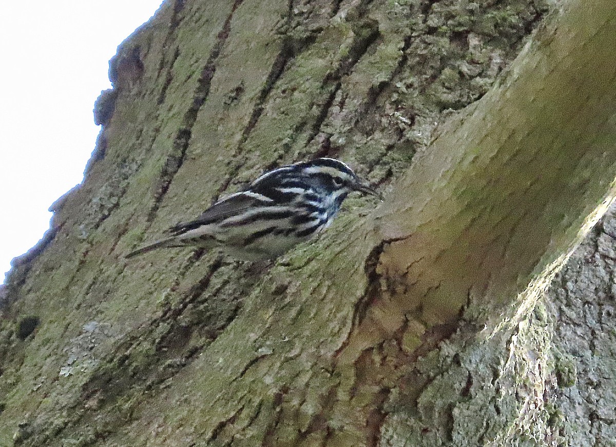 Black-and-white Warbler - ML618444506