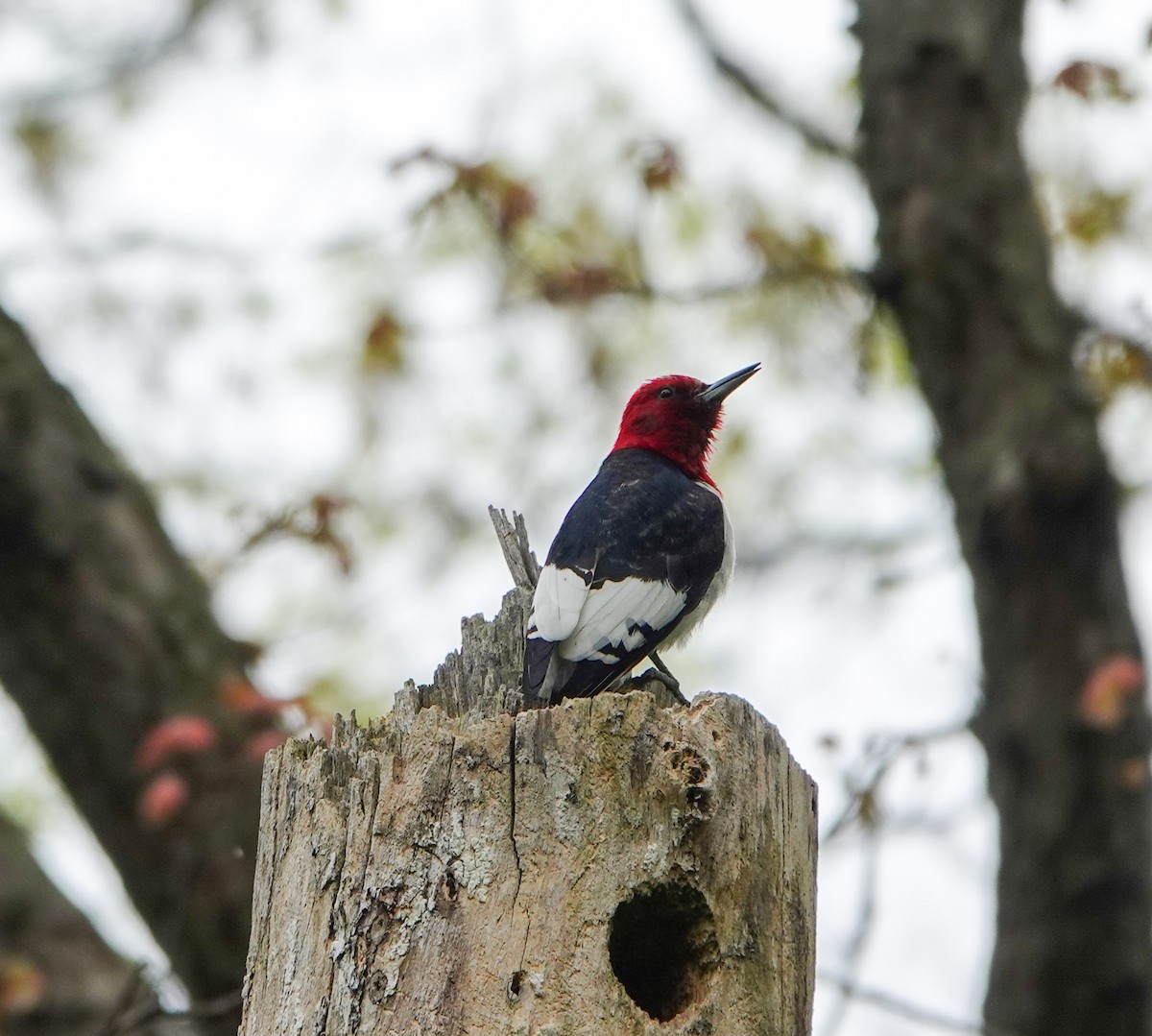 Red-headed Woodpecker - ML618444560
