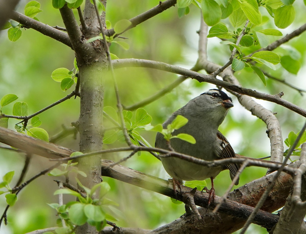 White-crowned Sparrow - ML618444568