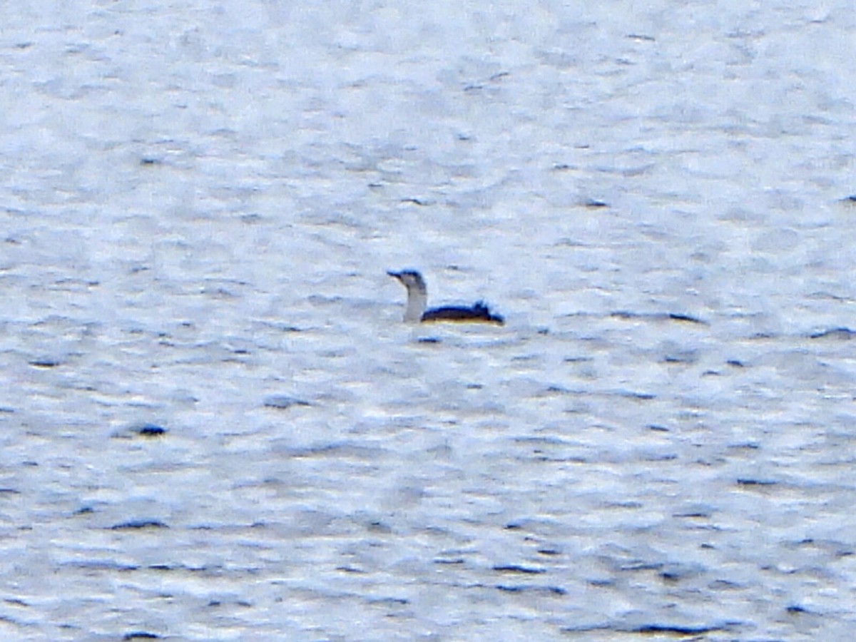 Red-throated Loon - ML618444581