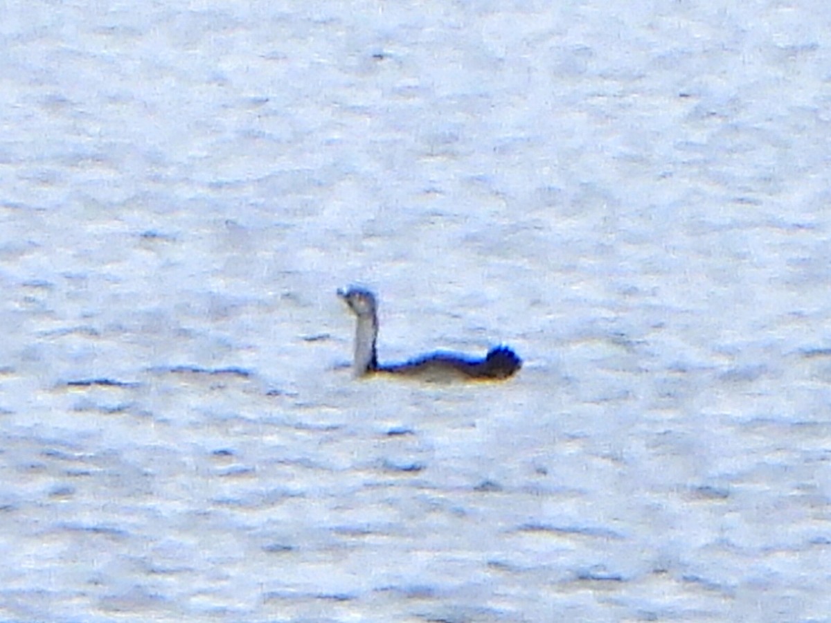 Red-throated Loon - ML618444645