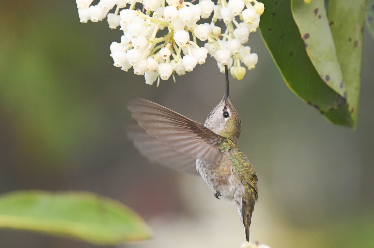 Anna's Hummingbird - ML618444708
