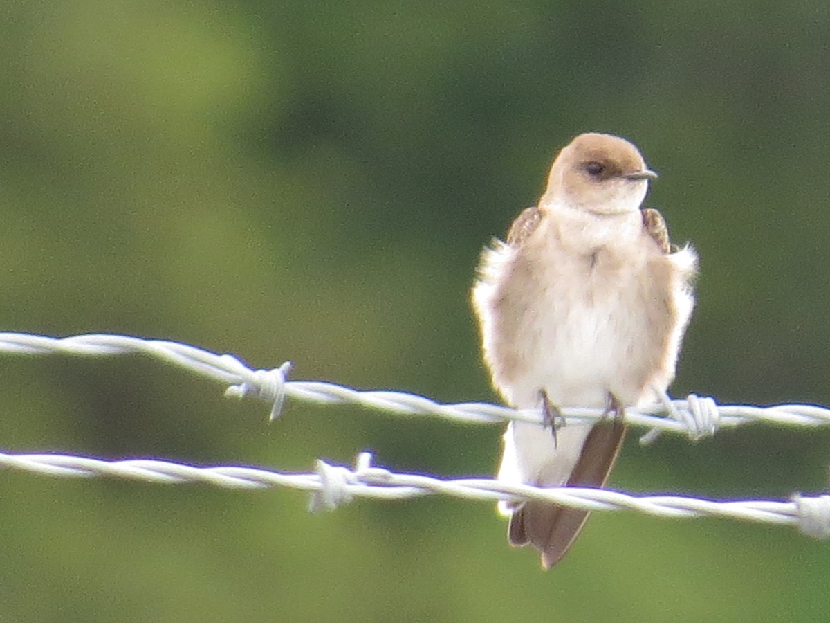 Northern Rough-winged Swallow - ML618444716