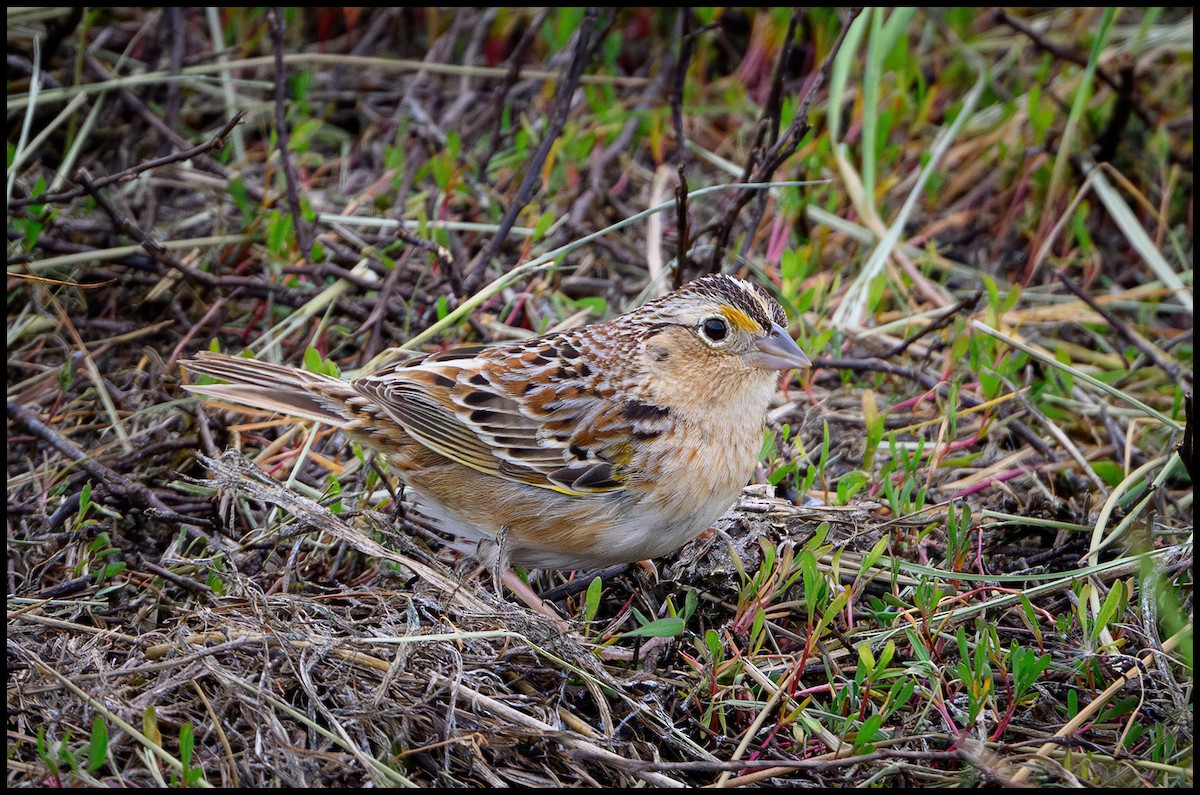 Grasshopper Sparrow - ML618444717