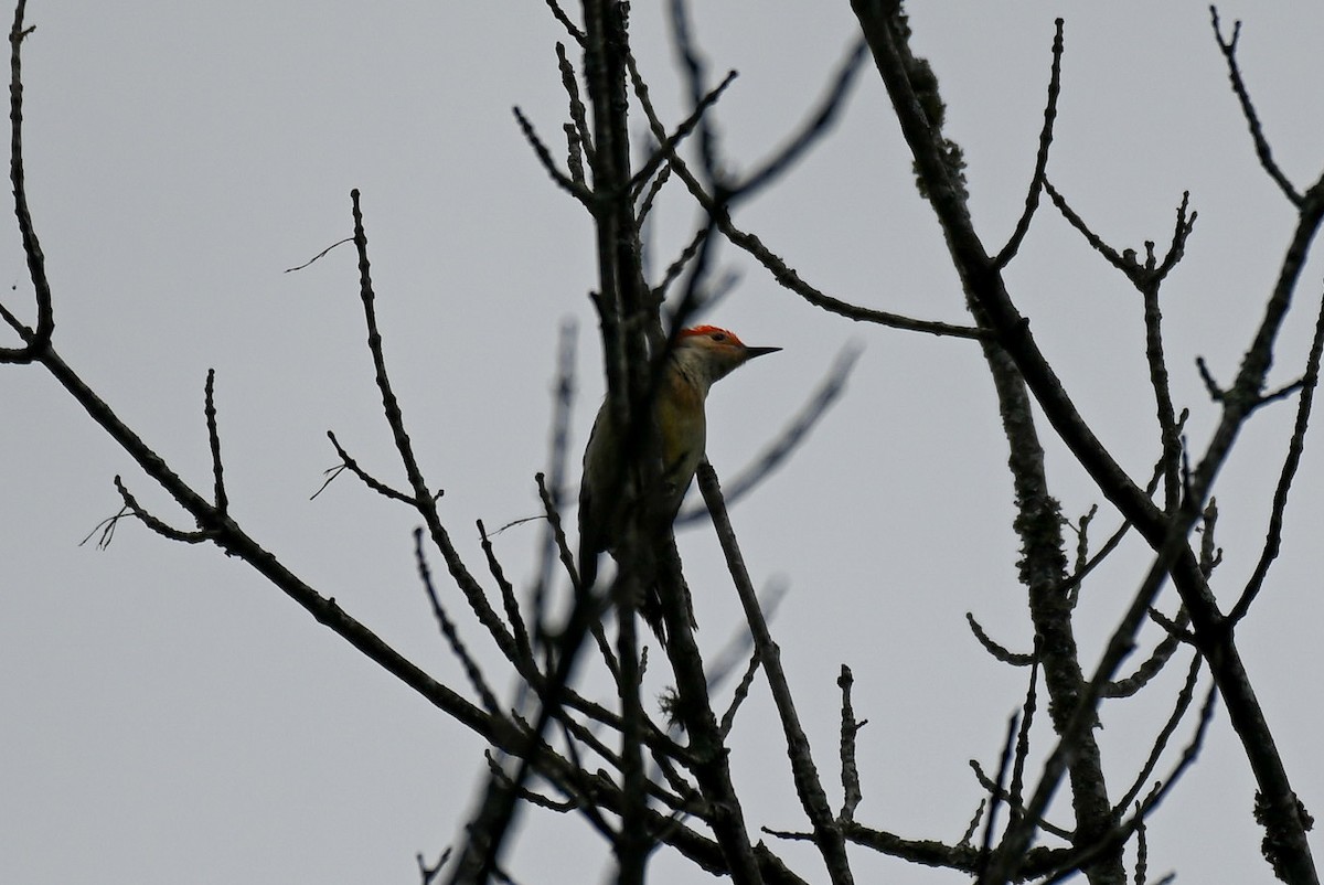 Red-bellied Woodpecker - ML618444748