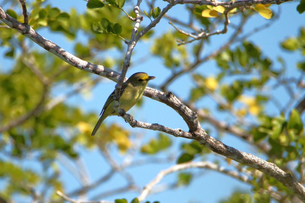 Thick-billed Vireo - ML618444816