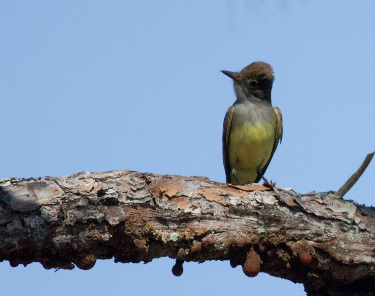 Great Crested Flycatcher - ML618444855