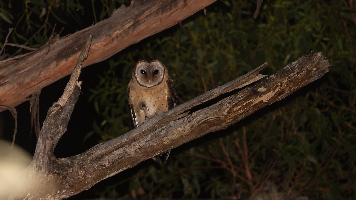 Australian Masked-Owl - James Bennett