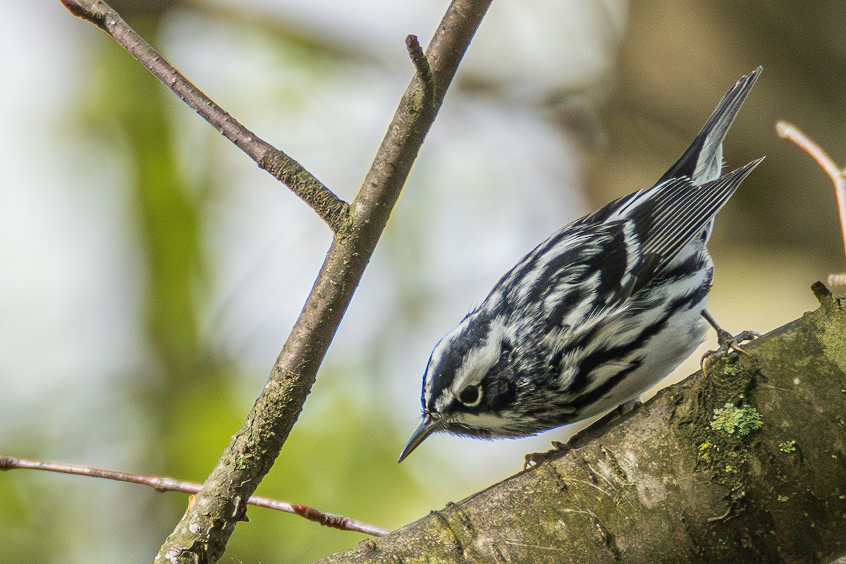 Black-and-white Warbler - ML618444928