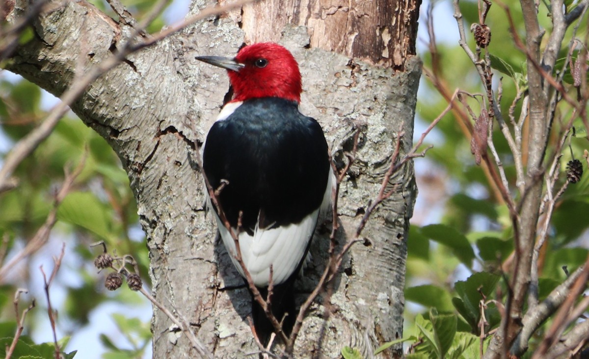 Red-headed Woodpecker - ML618444963