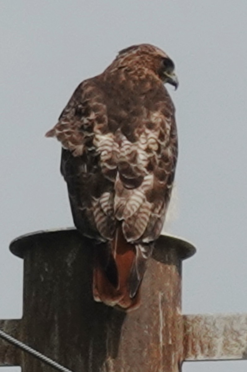 Red-tailed Hawk - ML618444986