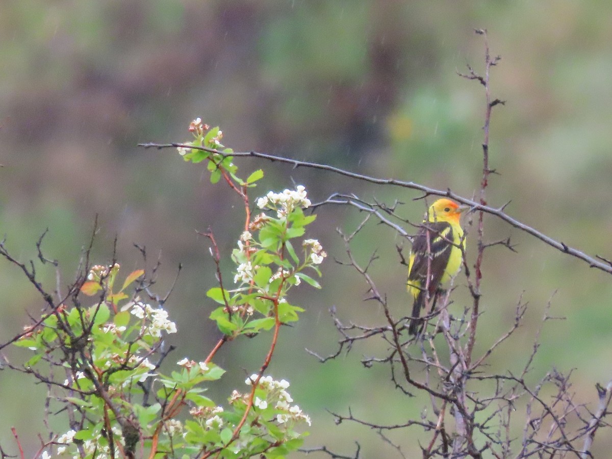 Western Tanager - ML618444987
