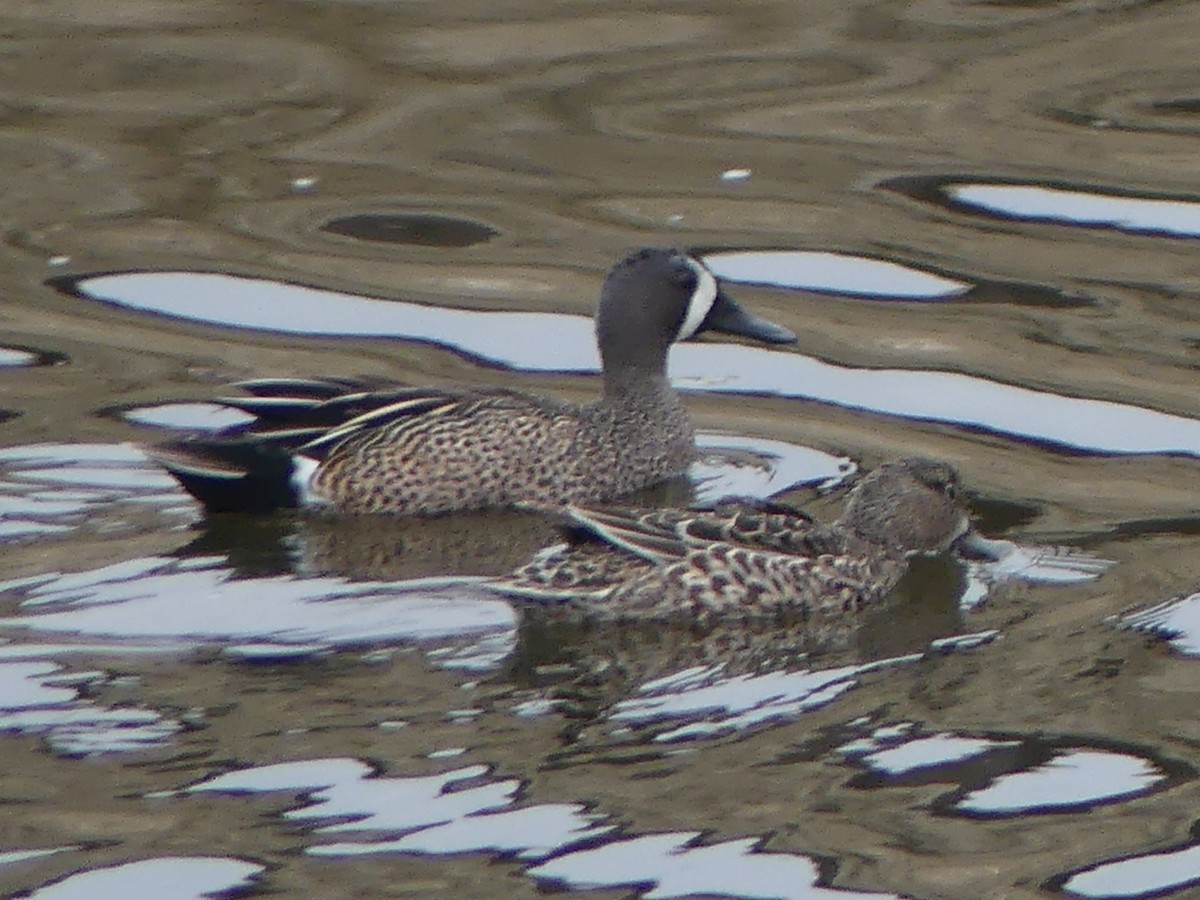 Blue-winged Teal - ML618444999