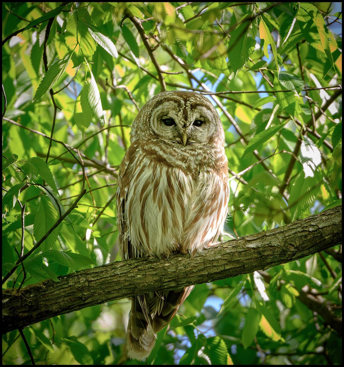 Barred Owl - ML618445003