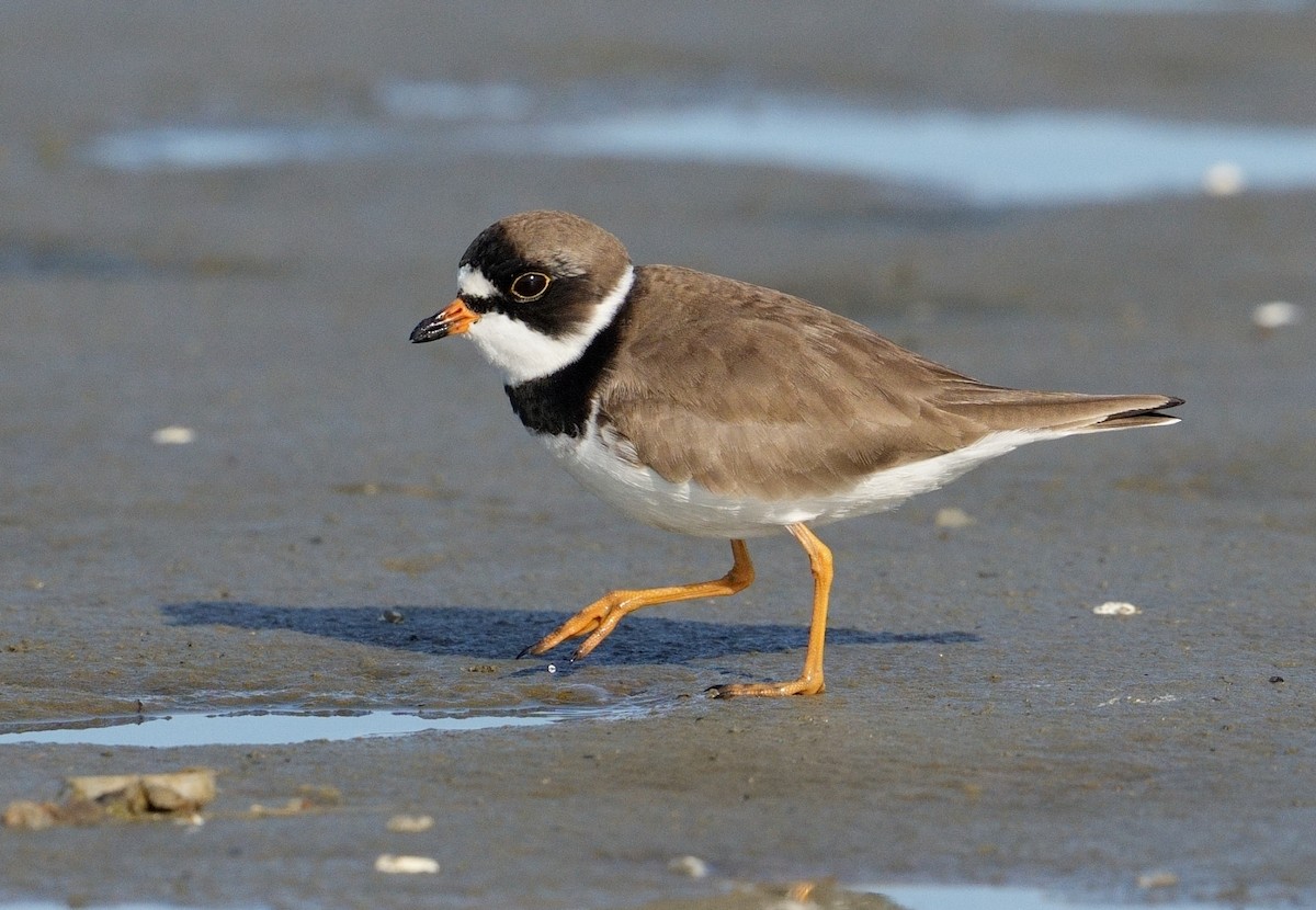Semipalmated Plover - ML618445007