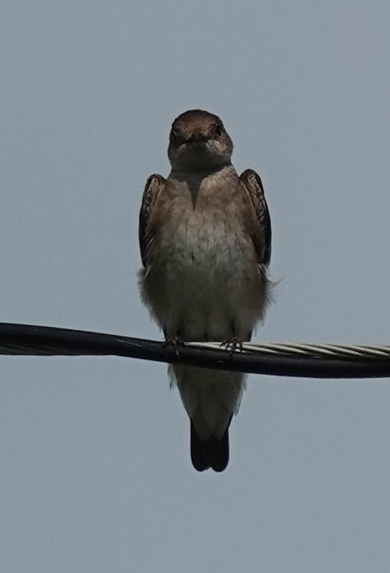 Northern Rough-winged Swallow - ML618445008