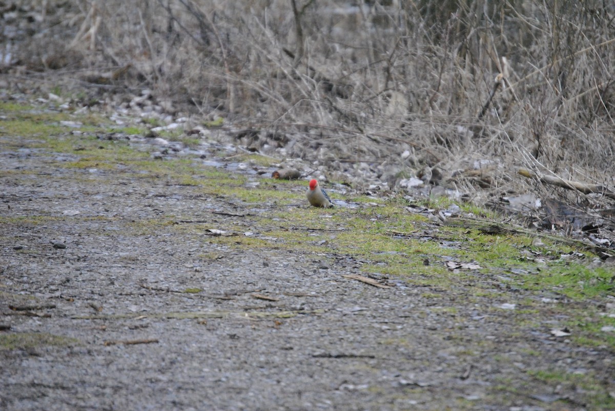 Red-bellied Woodpecker - ML618445013