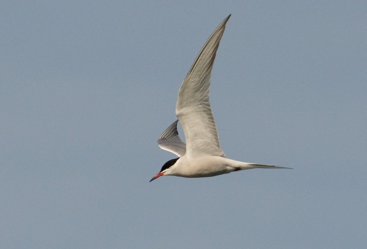 Common Tern - ML618445027