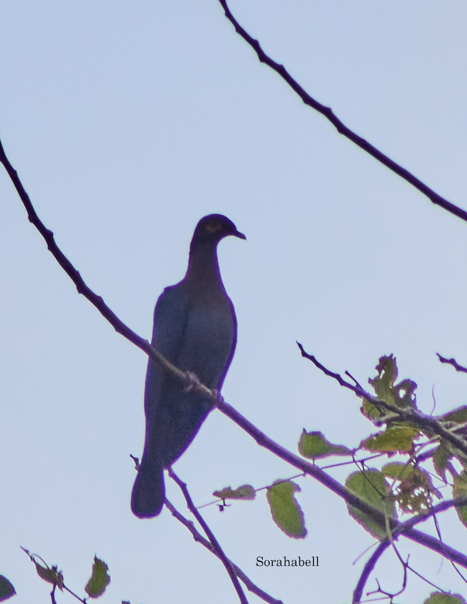 Scaly-naped Pigeon - ML618445028