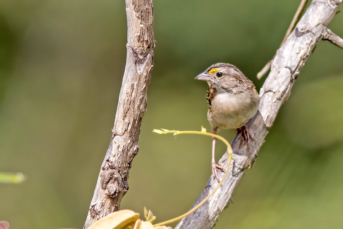 Grassland Sparrow - ML618445029