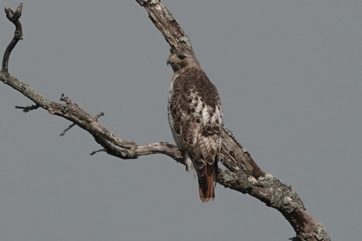 Red-tailed Hawk - ML618445031