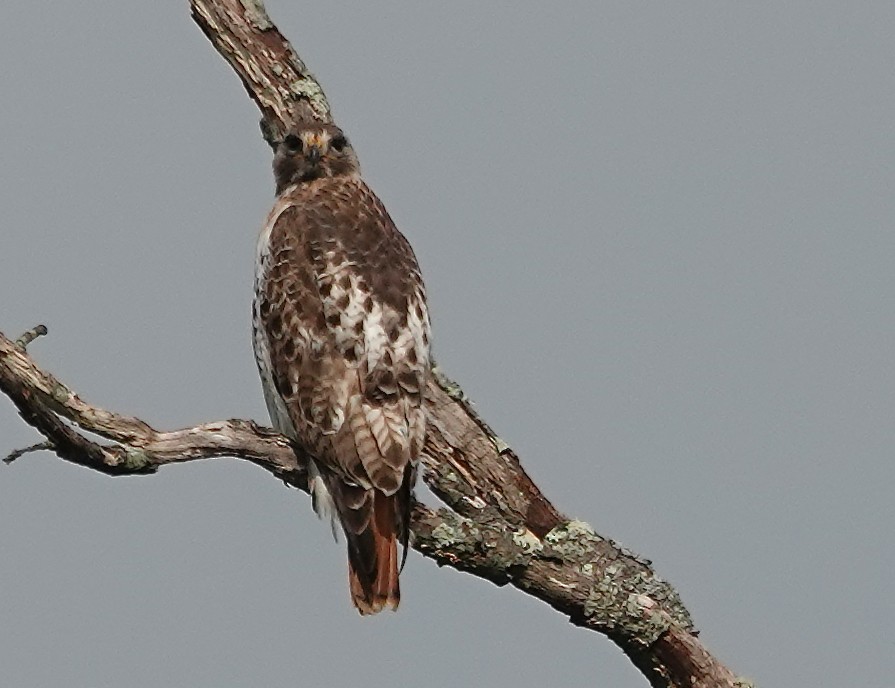 Red-tailed Hawk - ML618445032